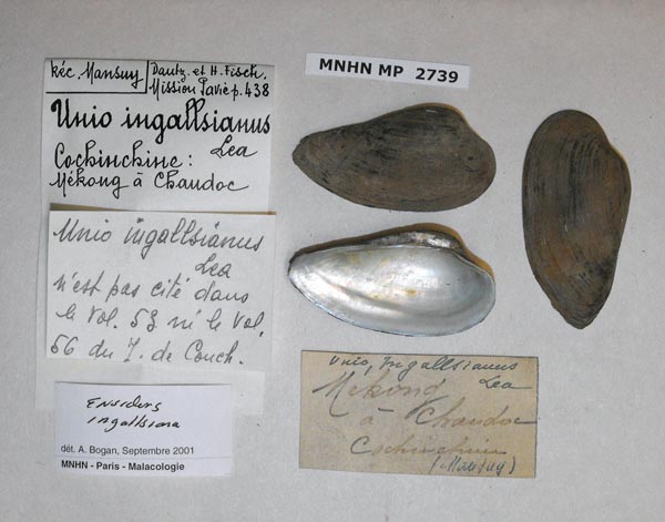 image of lot MNHN_MP_2739