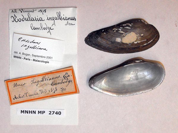 image of lot MNHN_MP_2740