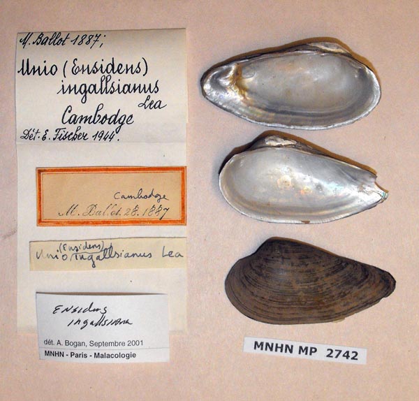 image of lot MNHN_MP_2742