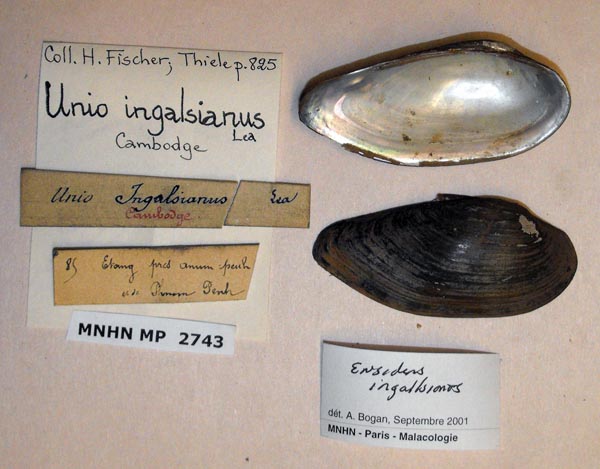 image of lot MNHN_MP_2743