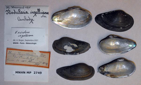 image of lot MNHN_MP_2749