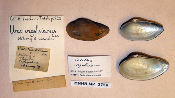 image of lot MNHN_MP_2750