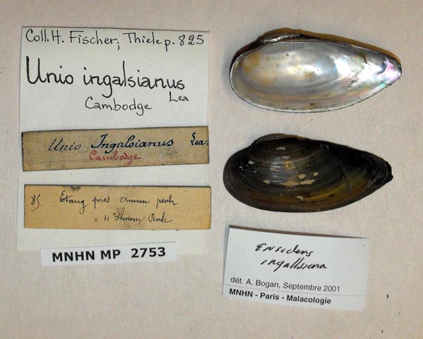 image of lot MNHN_MP_2753