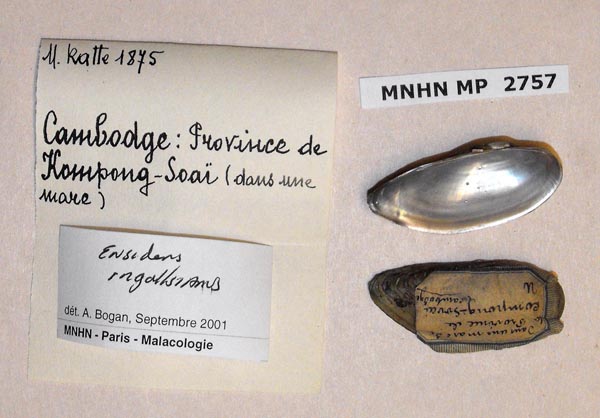 image of lot MNHN_MP_2757