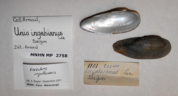 image of lot MNHN_MP_2758