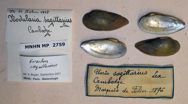 image of lot MNHN_MP_2759