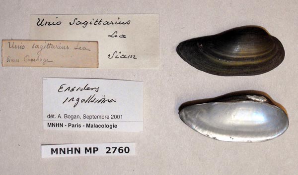 image of lot MNHN_MP_2760