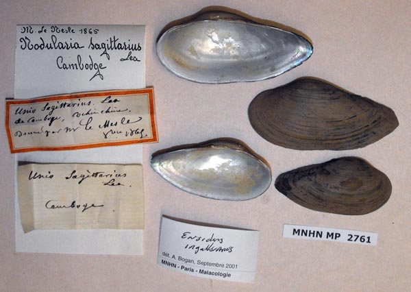 image of lot MNHN_MP_2761