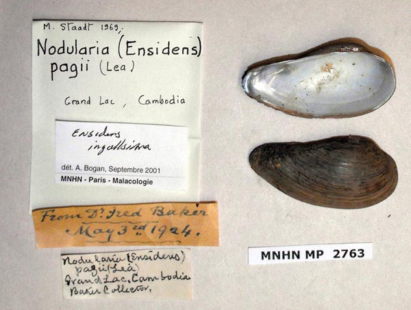 image of lot MNHN_MP_2763