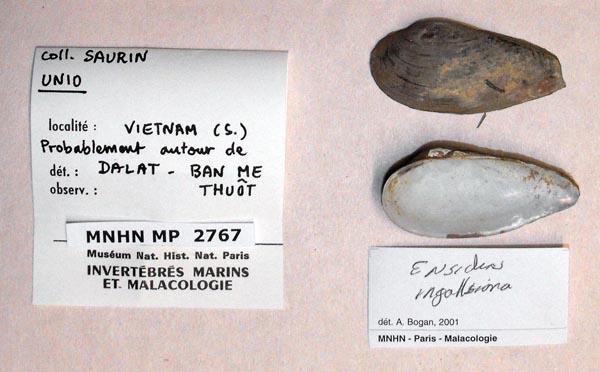 image of lot MNHN_MP_2767