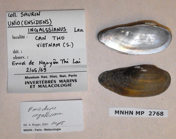 image of lot MNHN_MP_2768