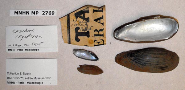 image of lot MNHN_MP_2769