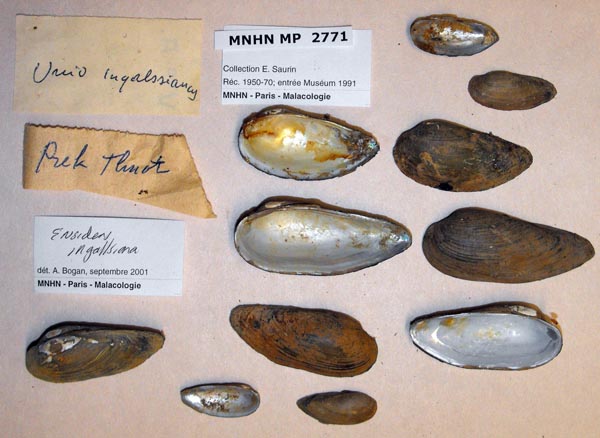 image of lot MNHN_MP_2771