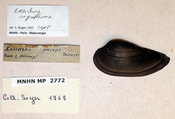 image of lot MNHN_MP_2772