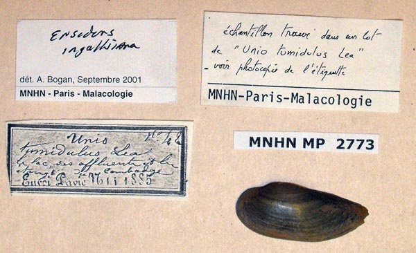 image of lot MNHN_MP_2773