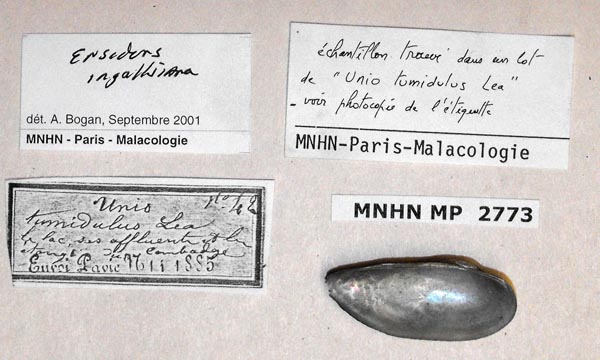 image of lot MNHN_MP_2773