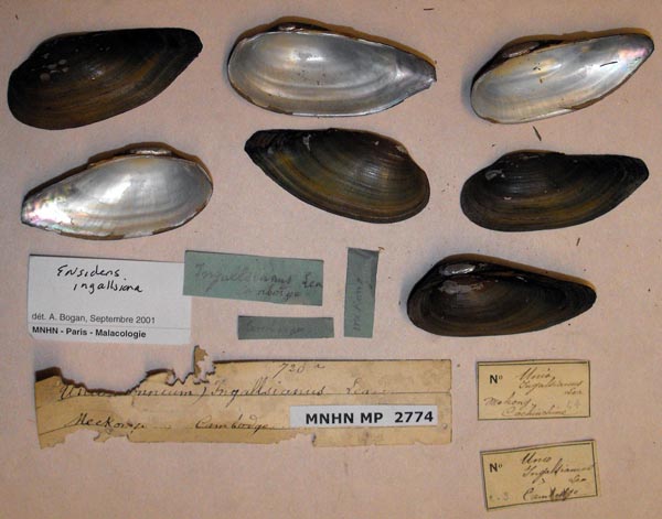 image of lot MNHN_MP_2774