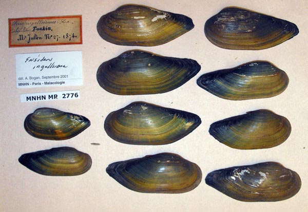 image of lot MNHN_MP_2776