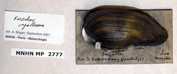 image of lot MNHN_MP_2777