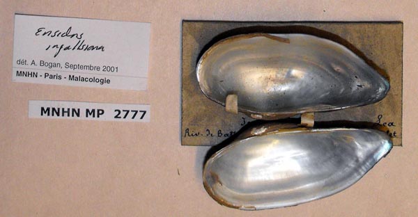 image of lot MNHN_MP_2777