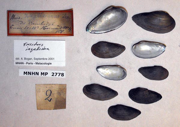 image of lot MNHN_MP_2778