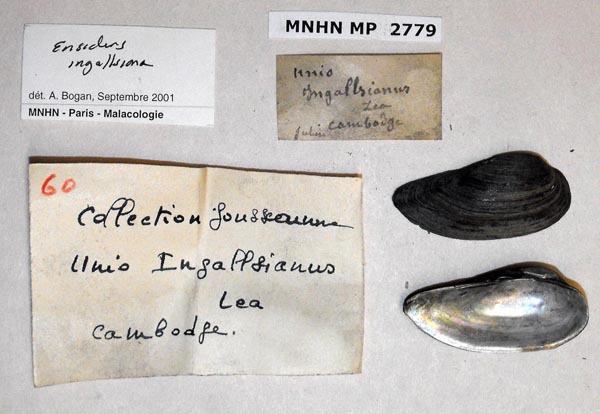 image of lot MNHN_MP_2779