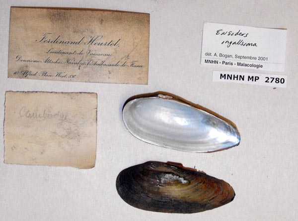 image of lot MNHN_MP_2780