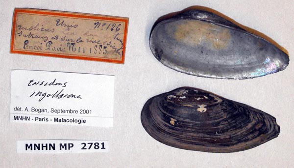 image of lot MNHN_MP_2781