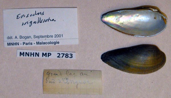 image of lot MNHN_MP_2783