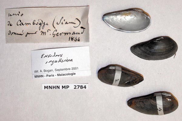 image of lot MNHN_MP_2784