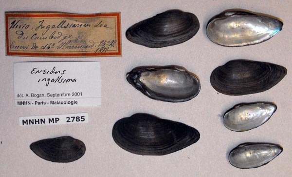 image of lot MNHN_MP_2785