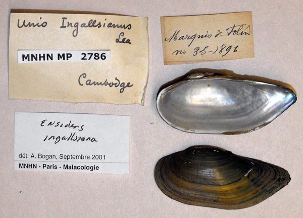 image of lot MNHN_MP_2786