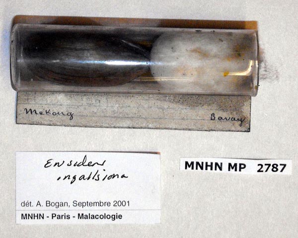 image of lot MNHN_MP_2787