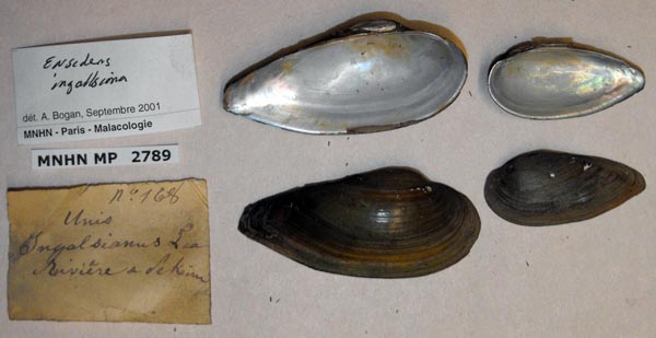 image of lot MNHN_MP_2789