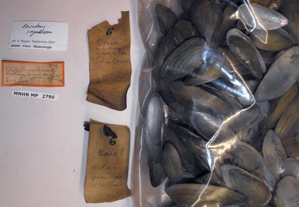 image of lot MNHN_MP_2790