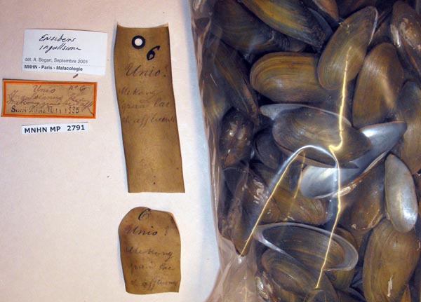 image of lot MNHN_MP_2791