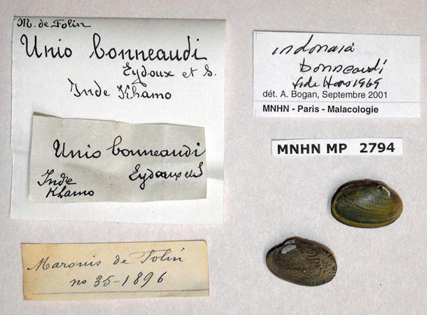 image of lot MNHN_MP_2794