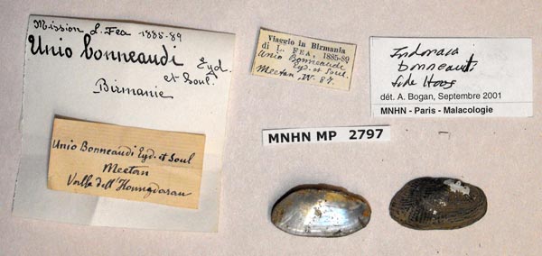 image of lot MNHN_MP_2797