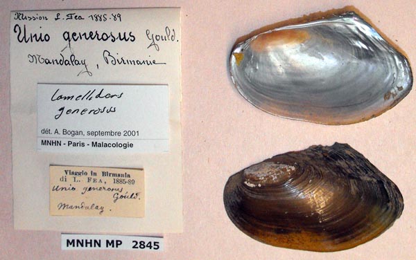 image of lot MNHN_MP_2845