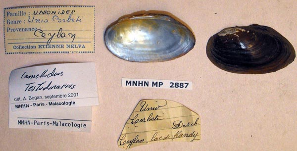 image of lot MNHN_MP_2887