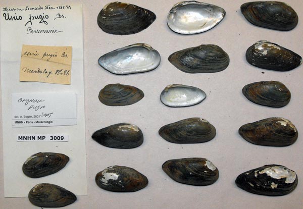 image of lot MNHN_MP_3009