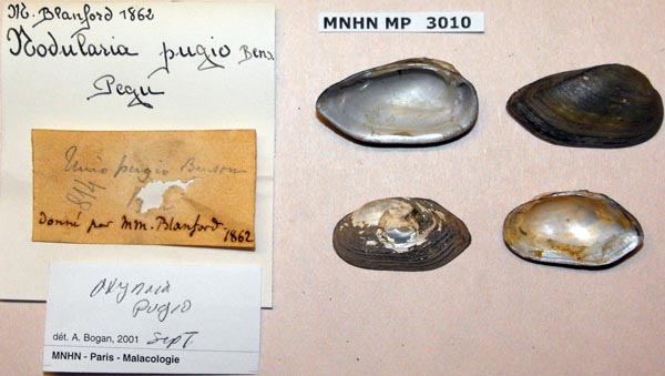 image of lot MNHN_MP_3010