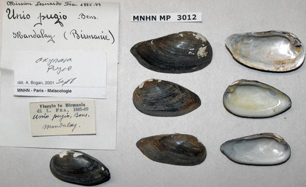 image of lot MNHN_MP_3012