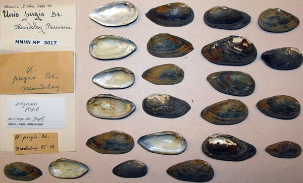 image of lot MNHN_MP_3017