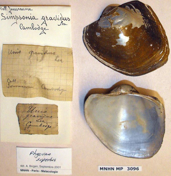 image of lot MNHN_MP_3096