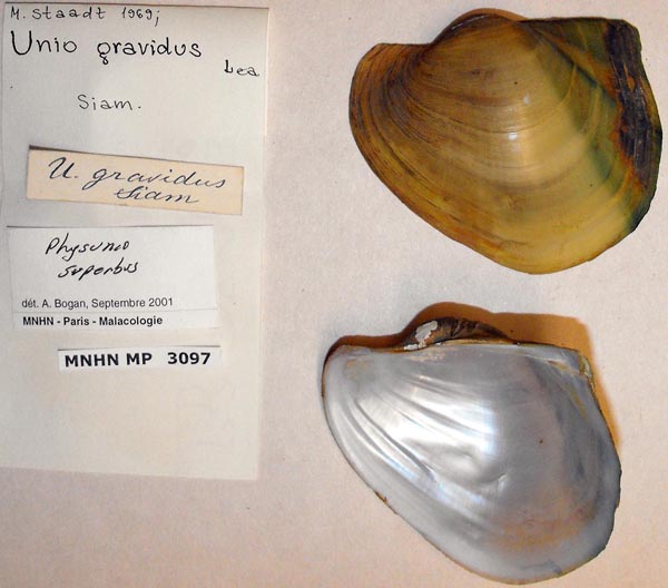 image of lot MNHN_MP_3097