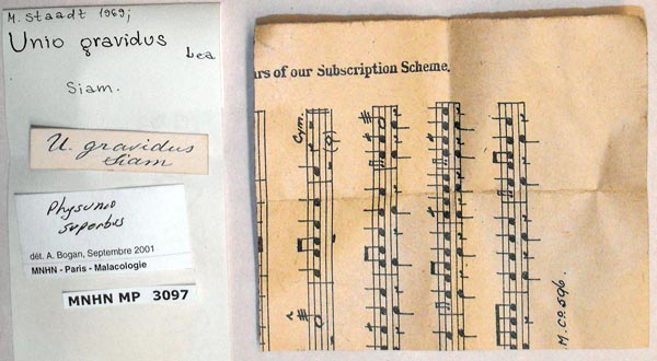 image of lot MNHN_MP_3097