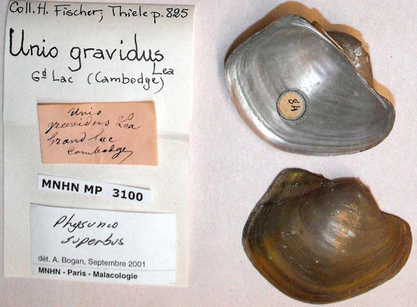 image of lot MNHN_MP_3100