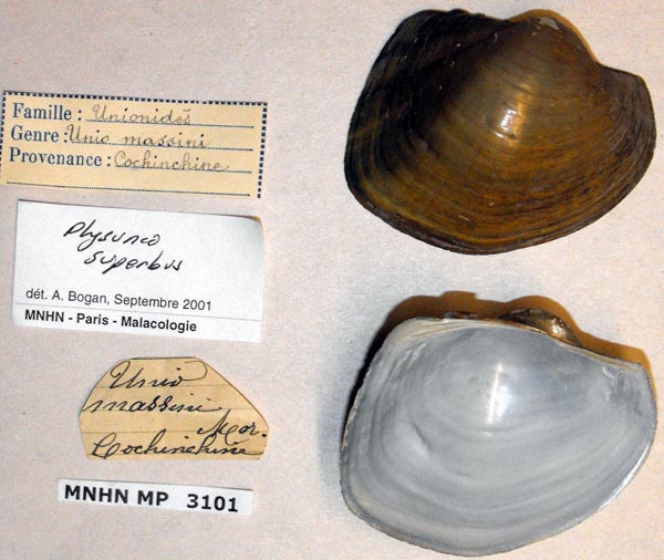 image of lot MNHN_MP_3101