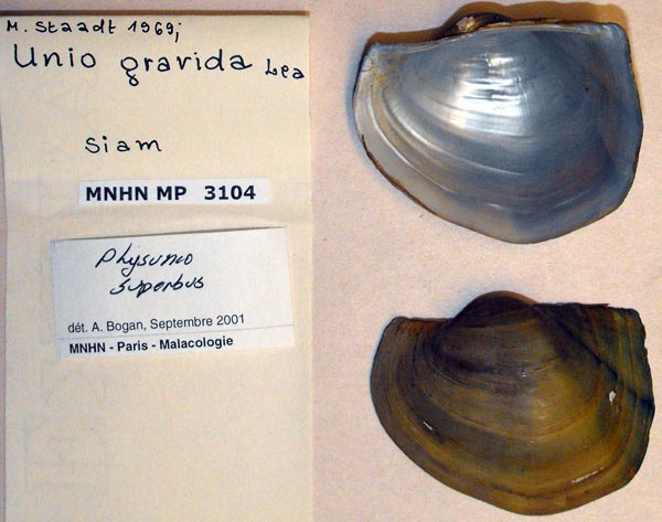 image of lot MNHN_MP_3104